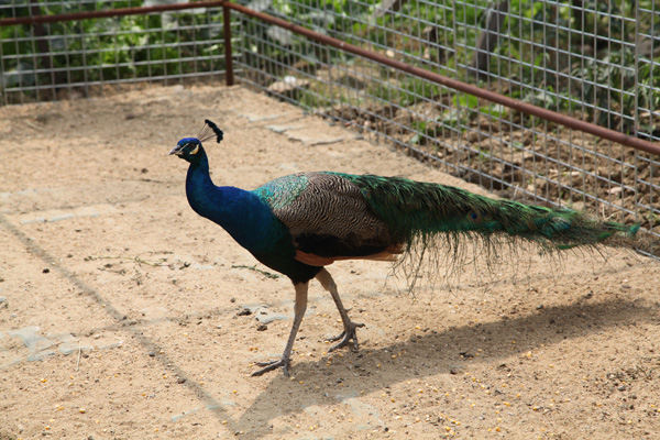 Peacock